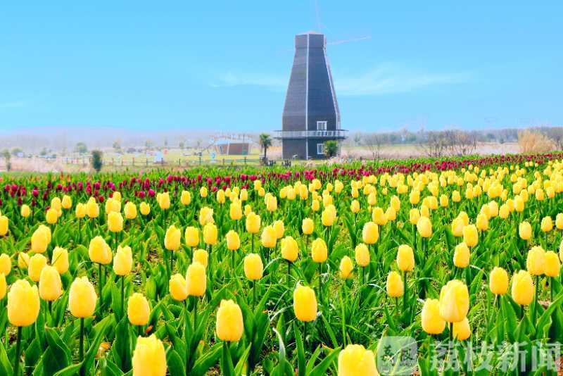 游客■郁金香、樱花、油菜花都开啦！镇江句容旅游业全面复苏