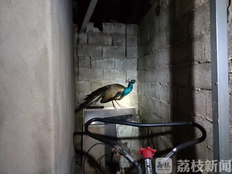 ■孔雀、猫头鹰、戴胜鸟……这个派出所都快变成野生动物园啦！