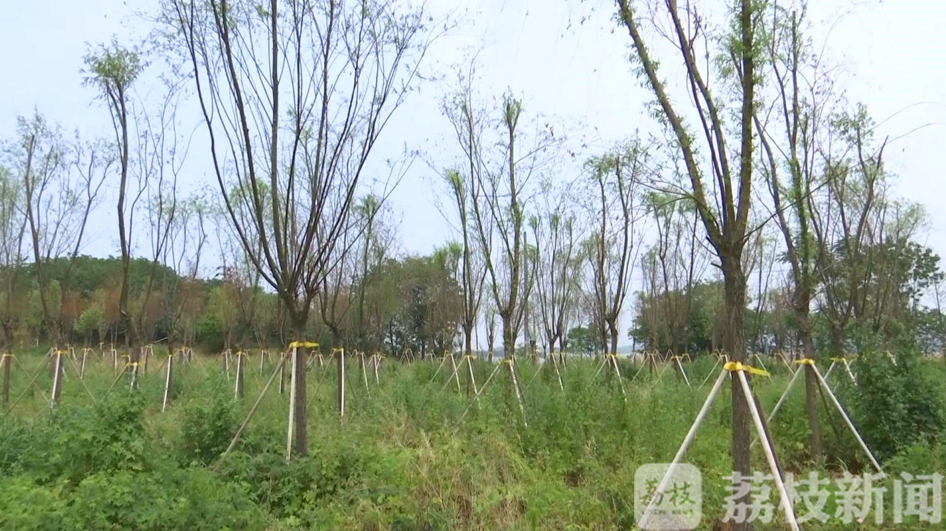 「保护区」 这个江豚保护区恢复最美“素颜”！ 铁拳整改问题