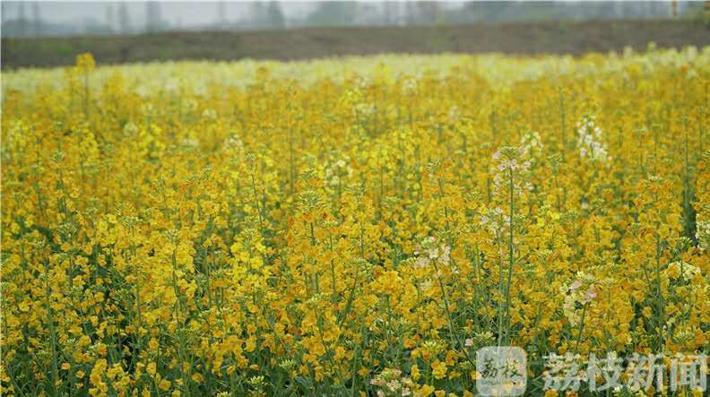 游客■郁金香、樱花、油菜花都开啦！镇江句容旅游业全面复苏