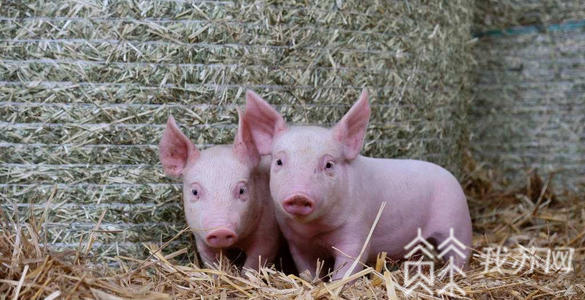 #生猪# 设区市最高可奖800万！江苏再出政策促进生猪生产恢复