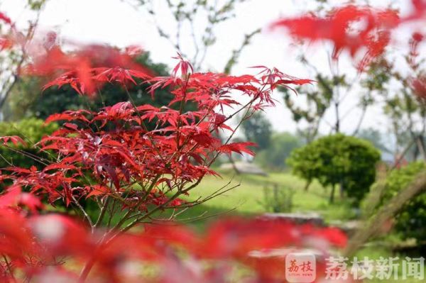 全国首家花卉休闲区花落无锡