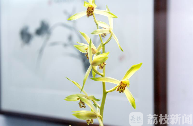 清凉山■不负好春光！兰友们拿出自家“宝贝”清凉山公园开展