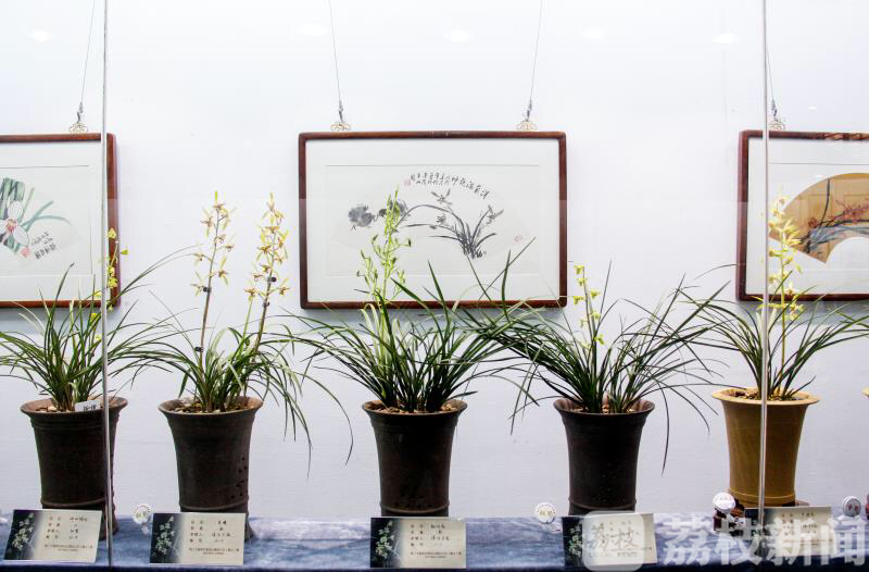 清凉山■不负好春光！兰友们拿出自家“宝贝”清凉山公园开展