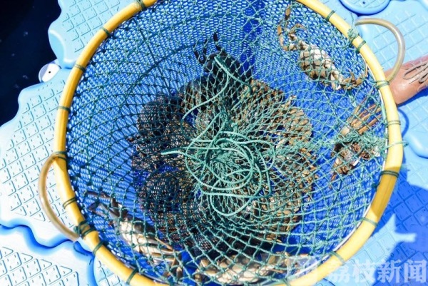 终于等到你！个头大、总产量提升 阳澄湖大闸蟹今年预计有480万只