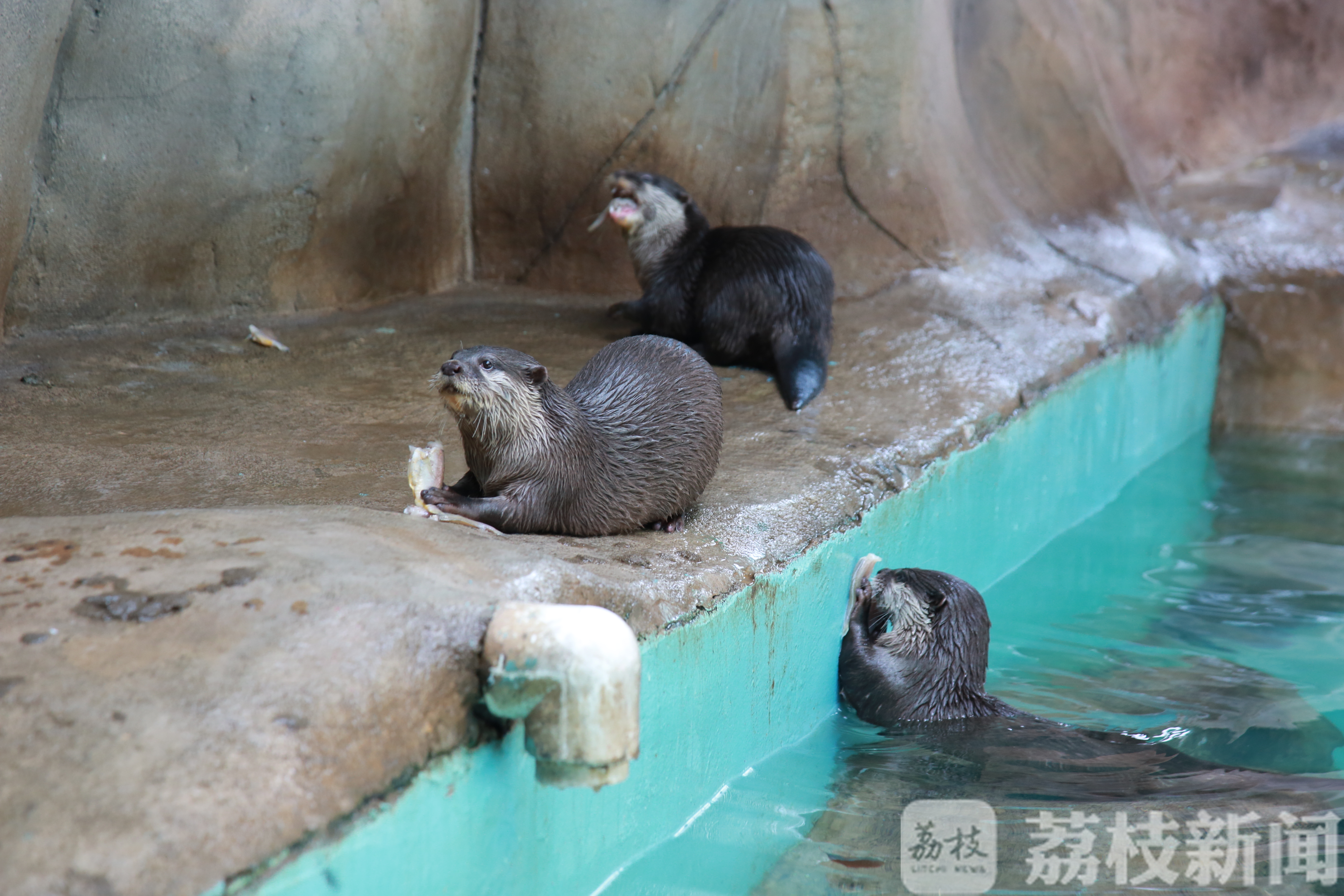■树懒宝宝学爬树、大食蚁兽口腔锻炼、细尾獴排排坐上课……萌宠复学季来了！