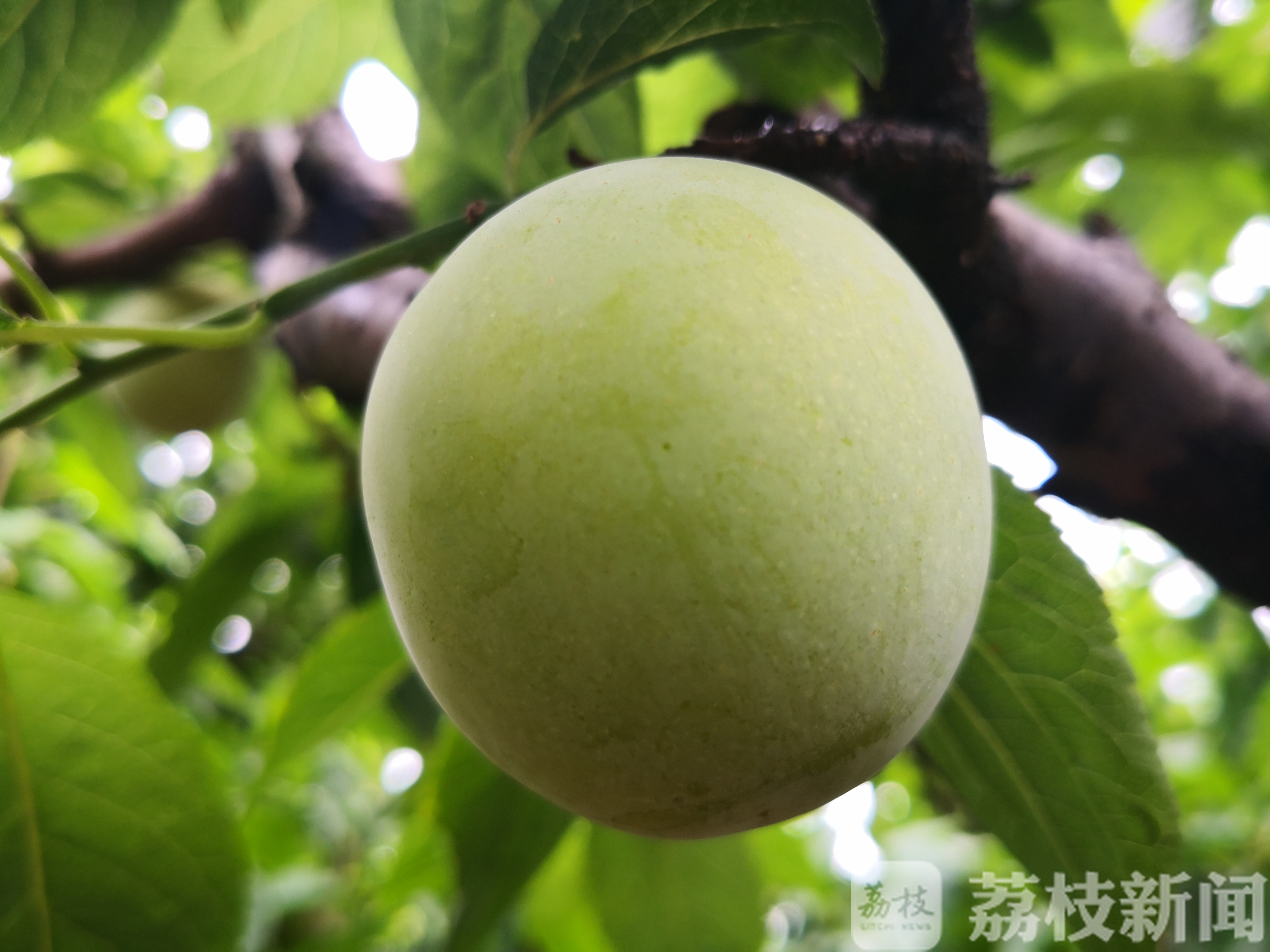 太湖■醉李熟了！“太湖绿宝石”等你来尝鲜