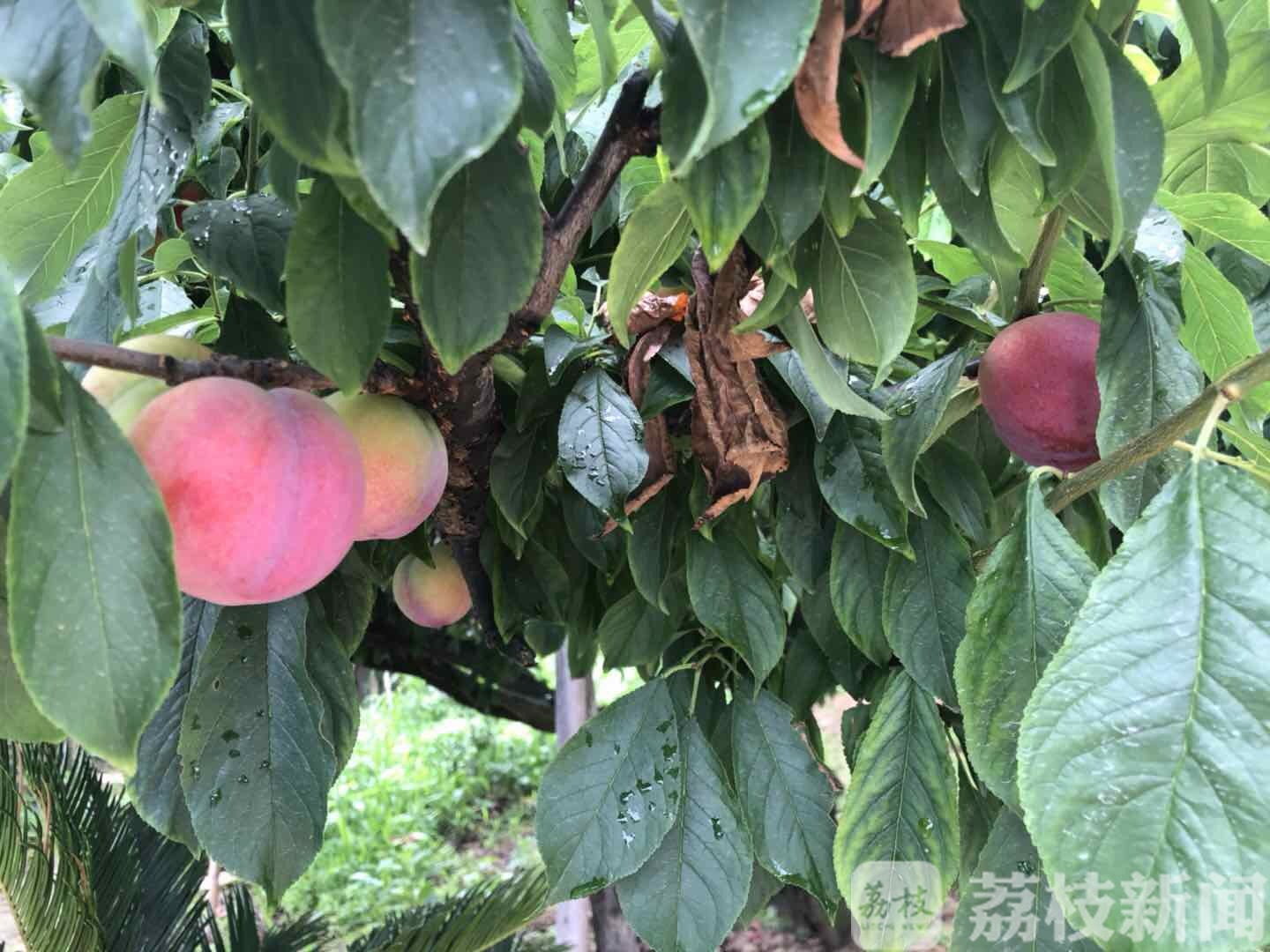 太湖■醉李熟了！“太湖绿宝石”等你来尝鲜