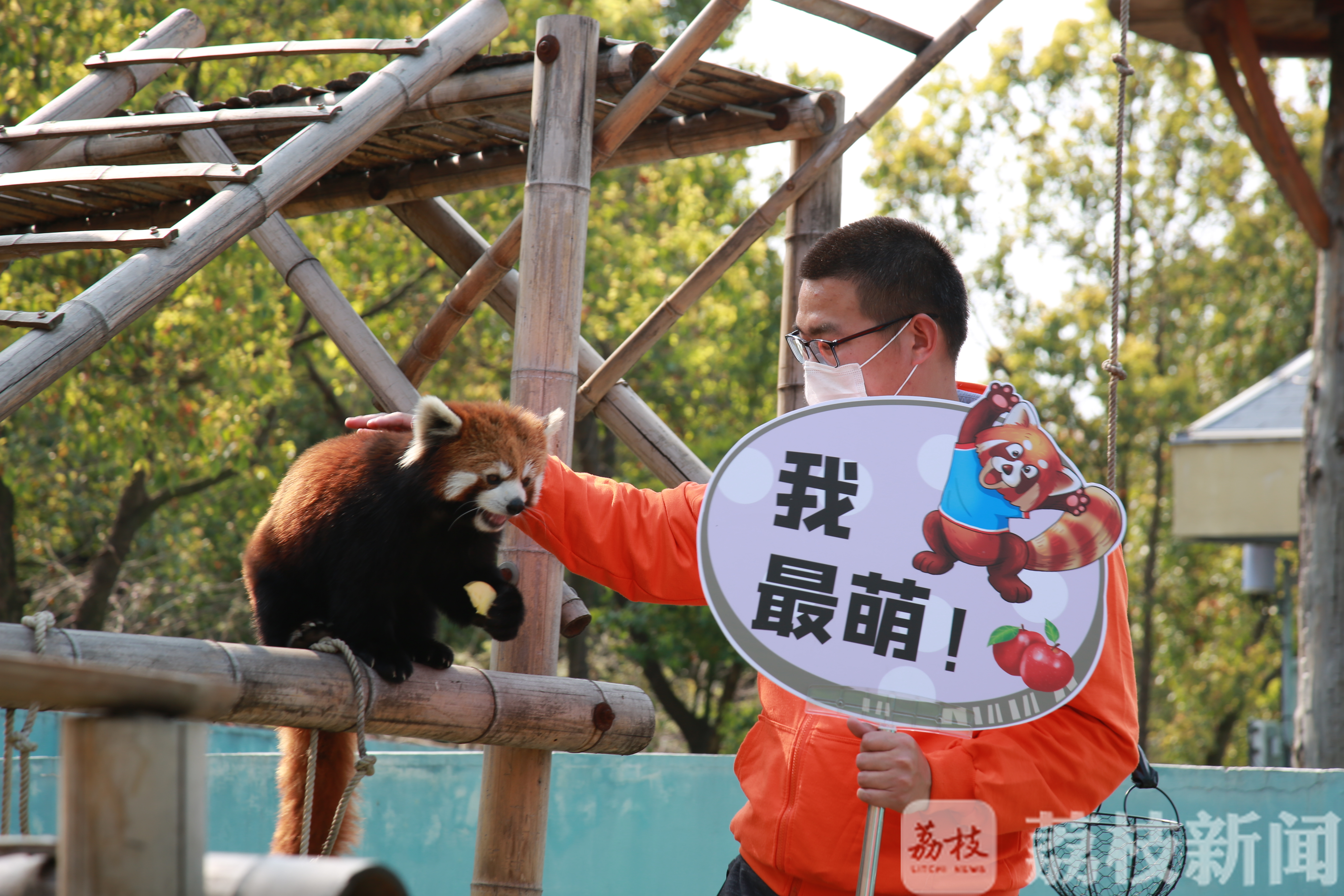 ■树懒宝宝学爬树、大食蚁兽口腔锻炼、细尾獴排排坐上课……萌宠复学季来了！