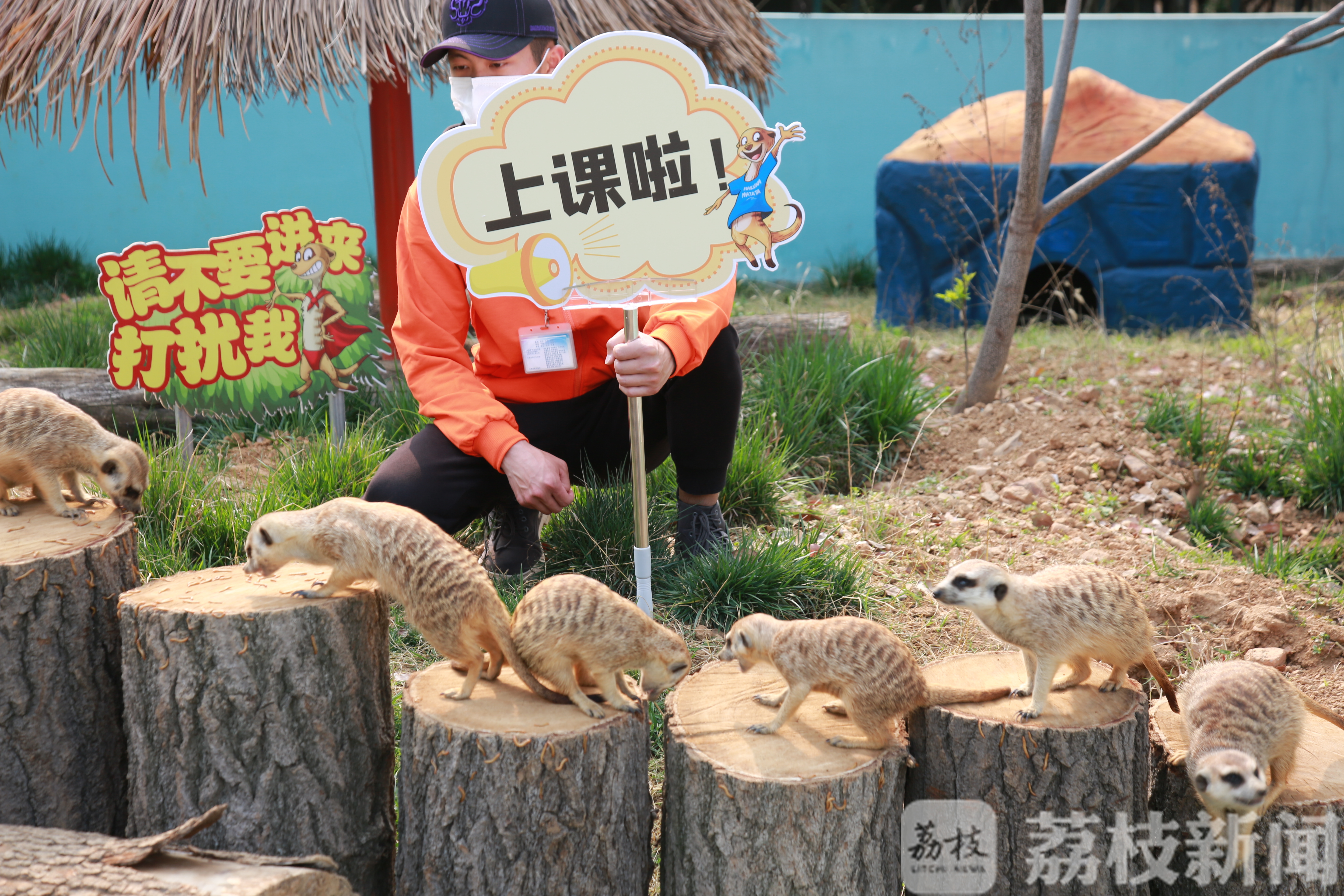 ■树懒宝宝学爬树、大食蚁兽口腔锻炼、细尾獴排排坐上课……萌宠复学季来了！
