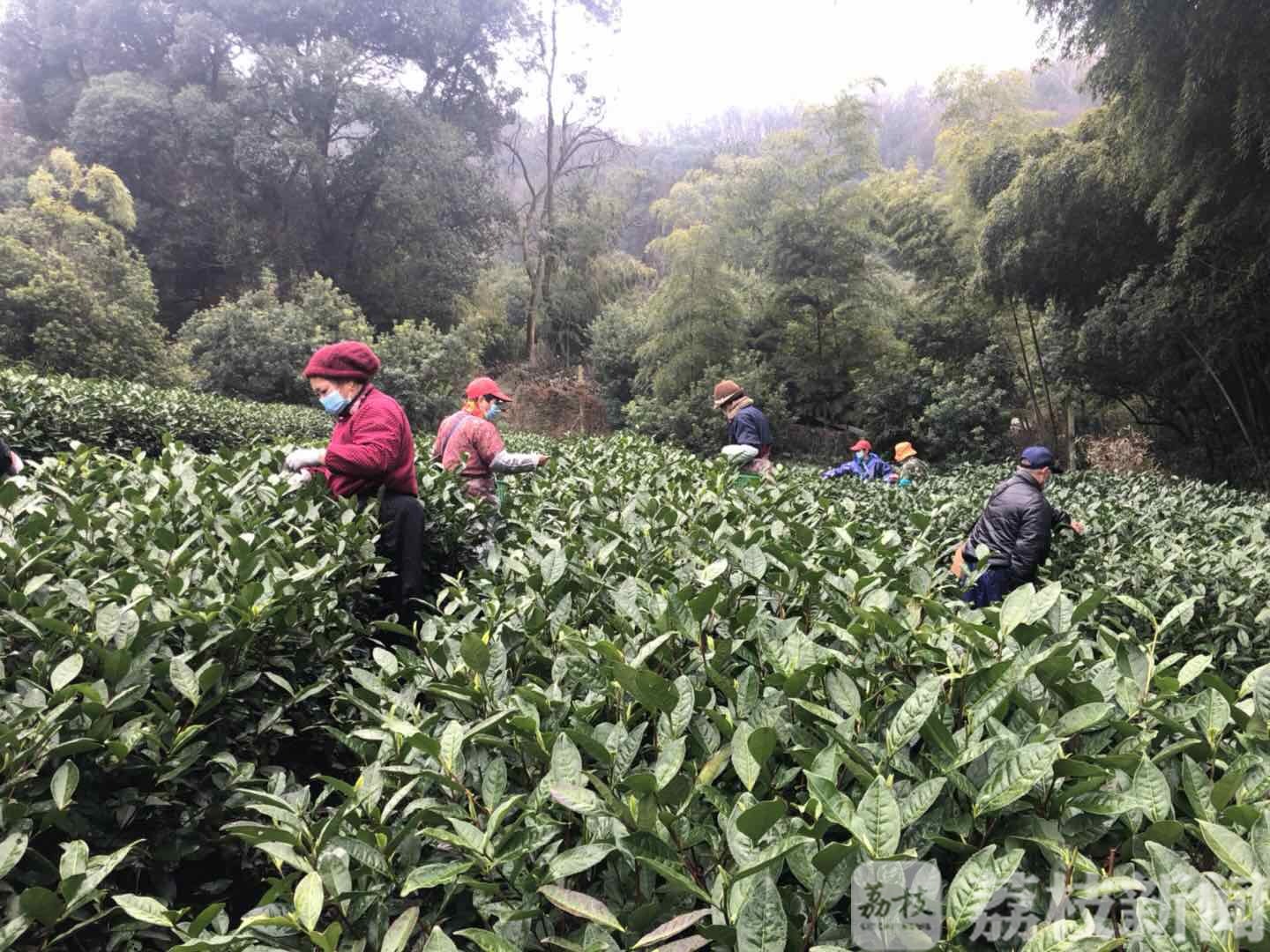 ■无锡滨湖明前茶开摘 两手抓两手硬|春意渐浓