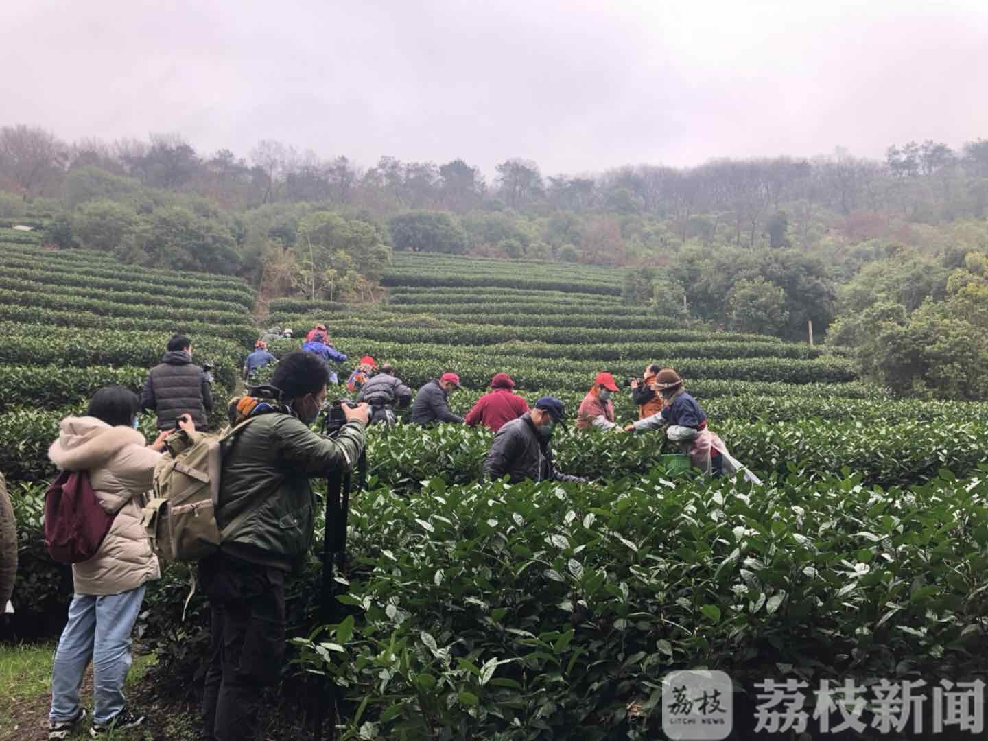 ■无锡滨湖明前茶开摘 两手抓两手硬|春意渐浓