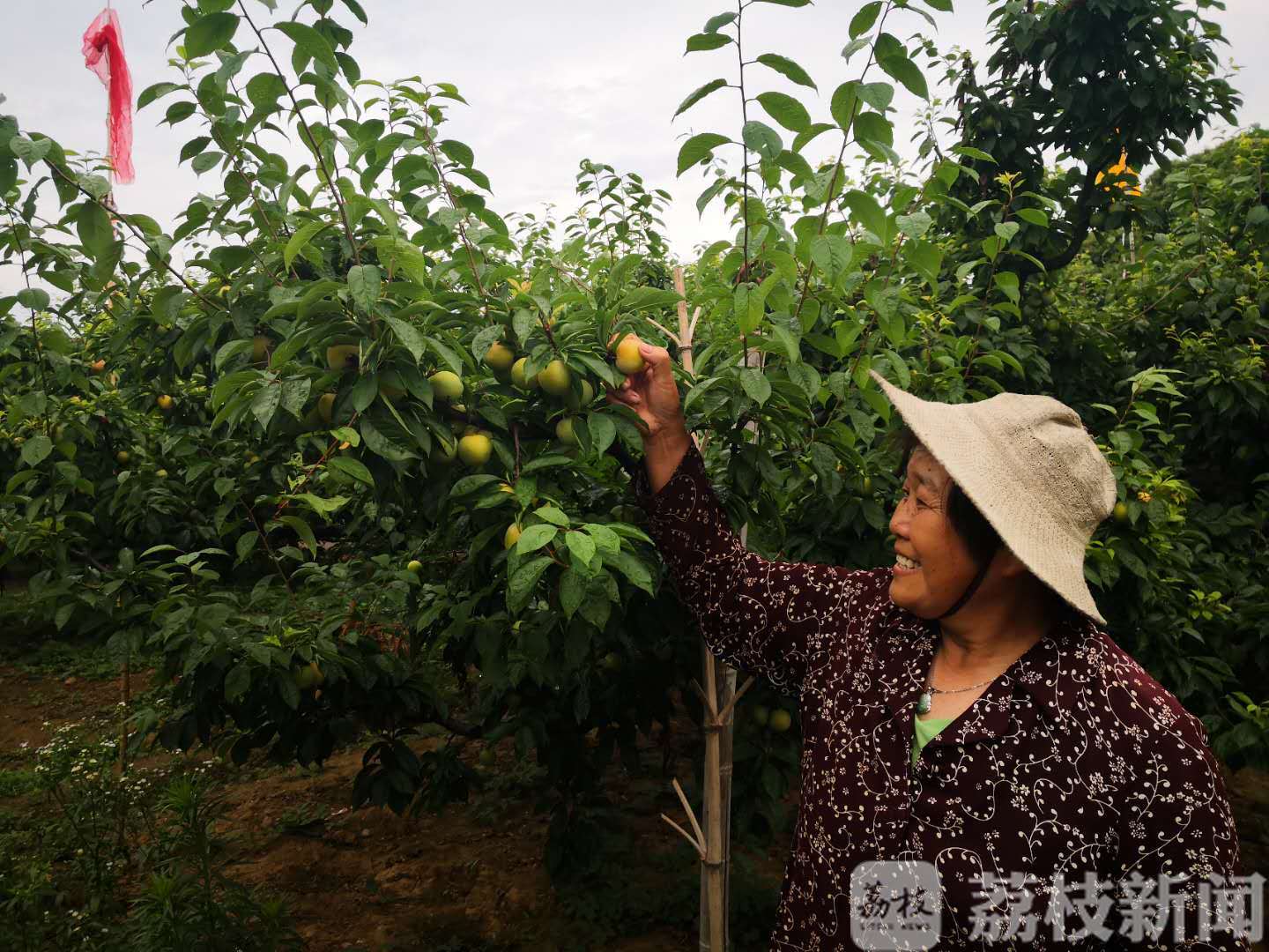 太湖■醉李熟了！“太湖绿宝石”等你来尝鲜