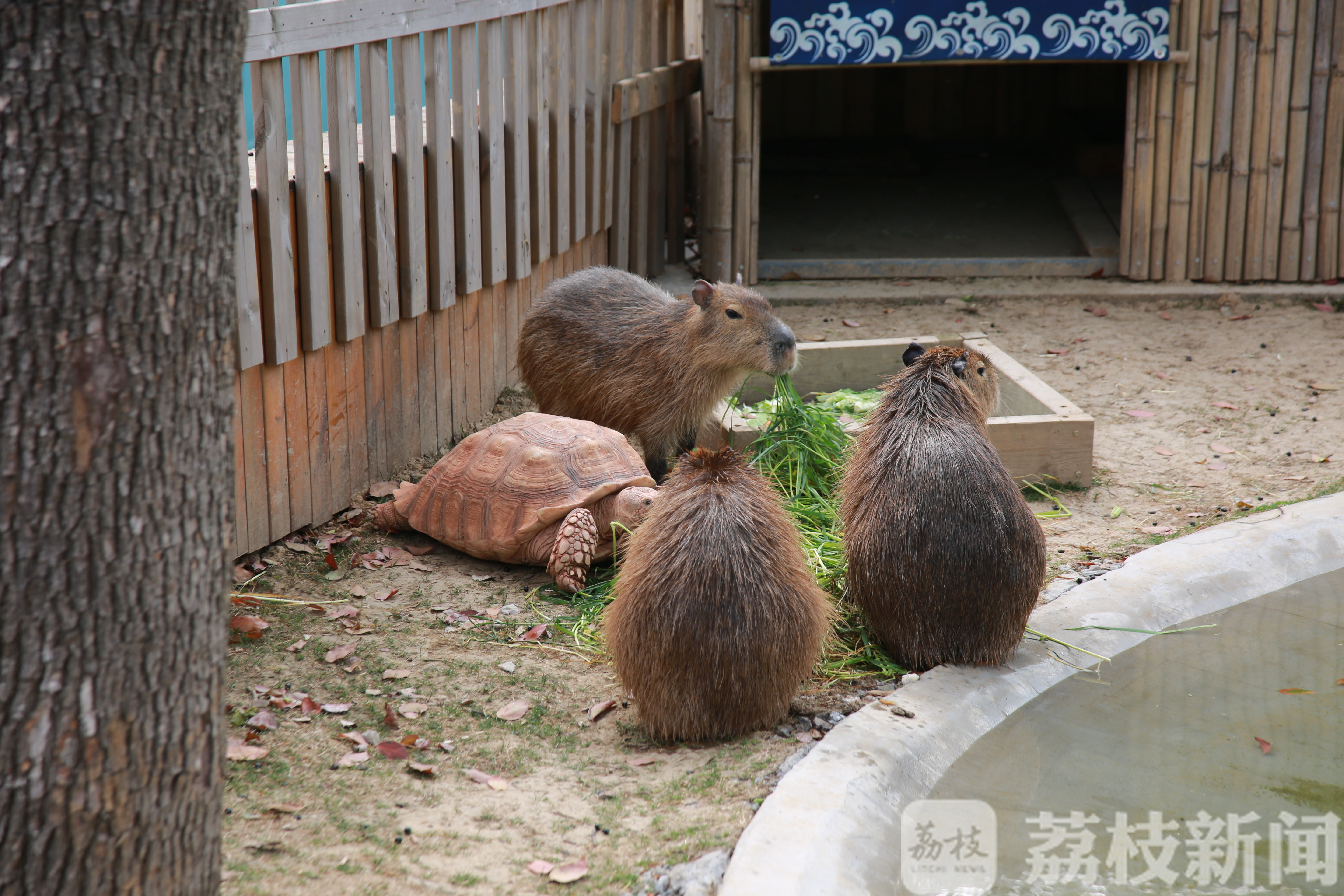 ■树懒宝宝学爬树、大食蚁兽口腔锻炼、细尾獴排排坐上课……萌宠复学季来了！