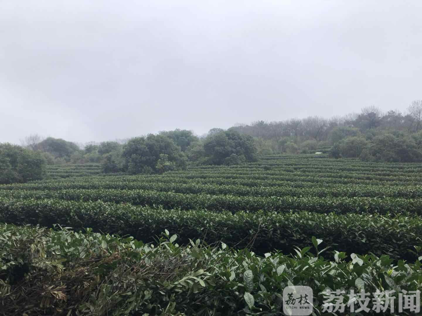 ■无锡滨湖明前茶开摘 两手抓两手硬|春意渐浓