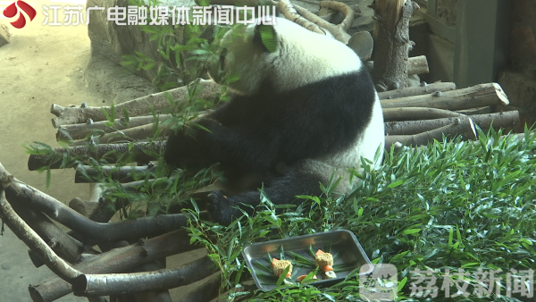 给动物做月饼，看谁是最挑食的“娃”？