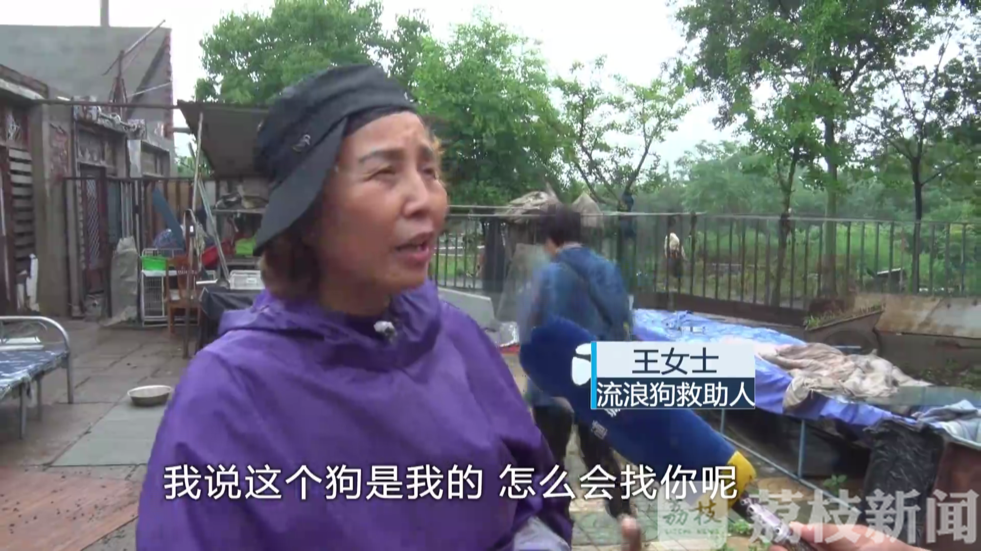 流浪狗■圈养流浪狗惹风波：谁动了我的狗？丨解忧帮