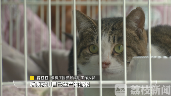 爱心救助流浪猫 给冬天里的它们一个温暖的家