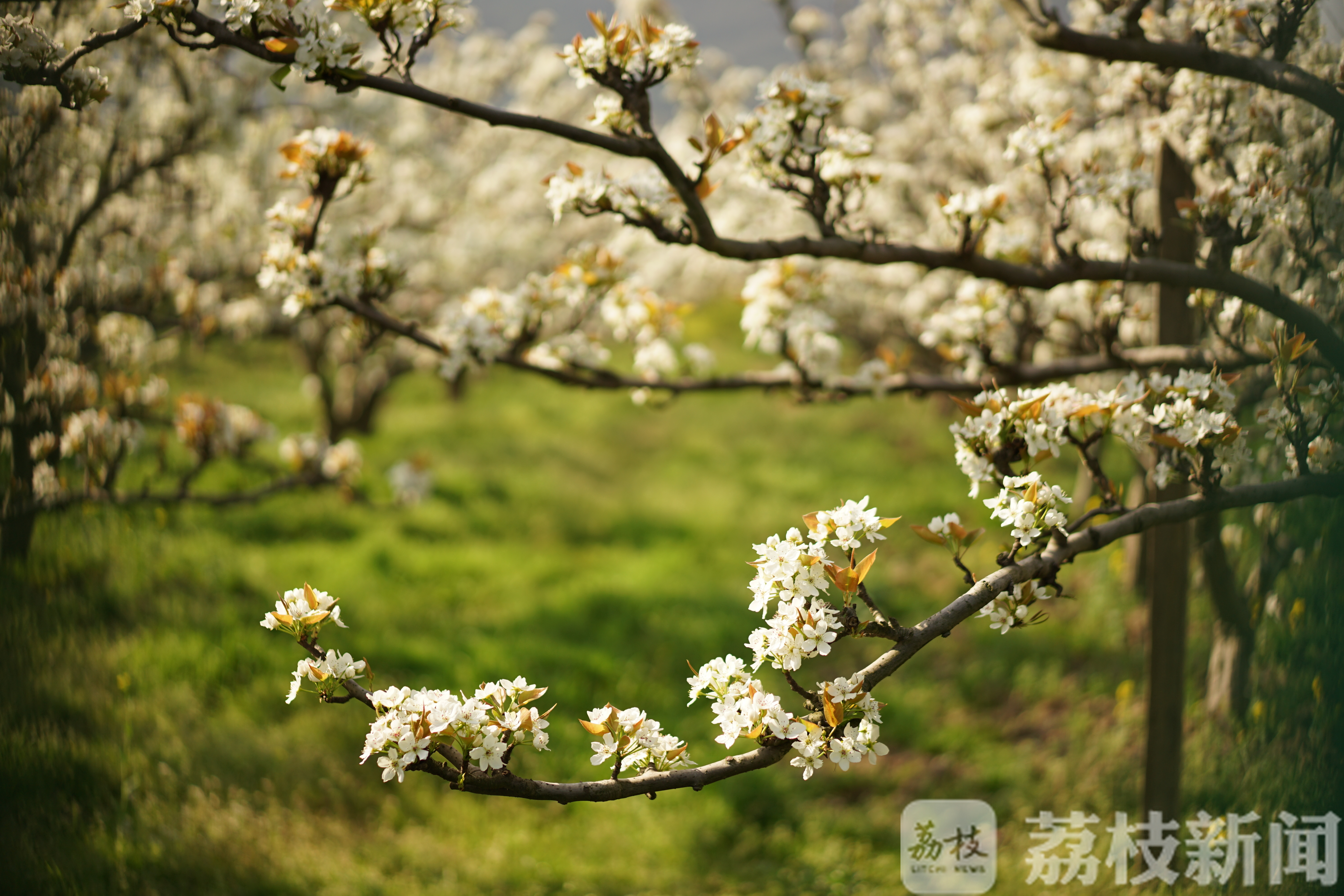 「旅游业」 苏州旅游业“复苏” 春至江南