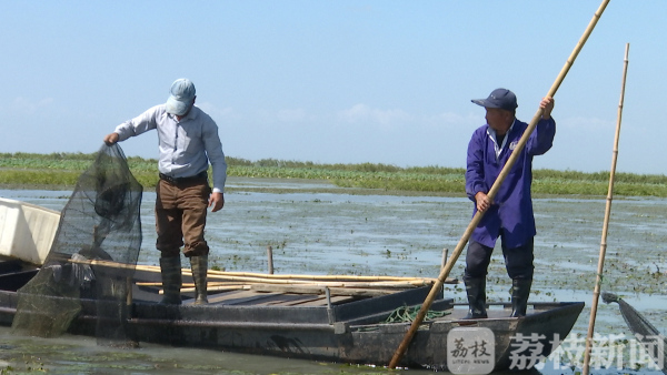 终于等到你！个头大、总产量提升 阳澄湖大闸蟹今年预计有480万只