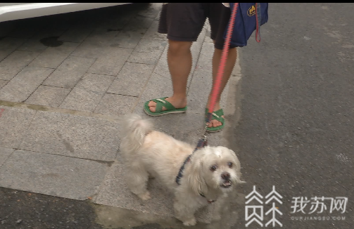警方@警方严查违法违规养犬 南京出台文明养犬细则