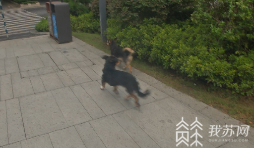 警方@警方严查违法违规养犬 南京出台文明养犬细则