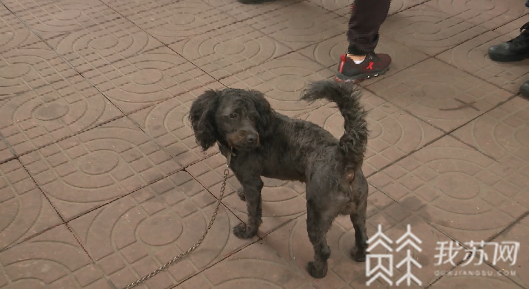 警方@警方严查违法违规养犬 南京出台文明养犬细则