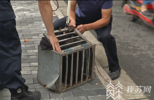 警方@警方严查违法违规养犬 南京出台文明养犬细则