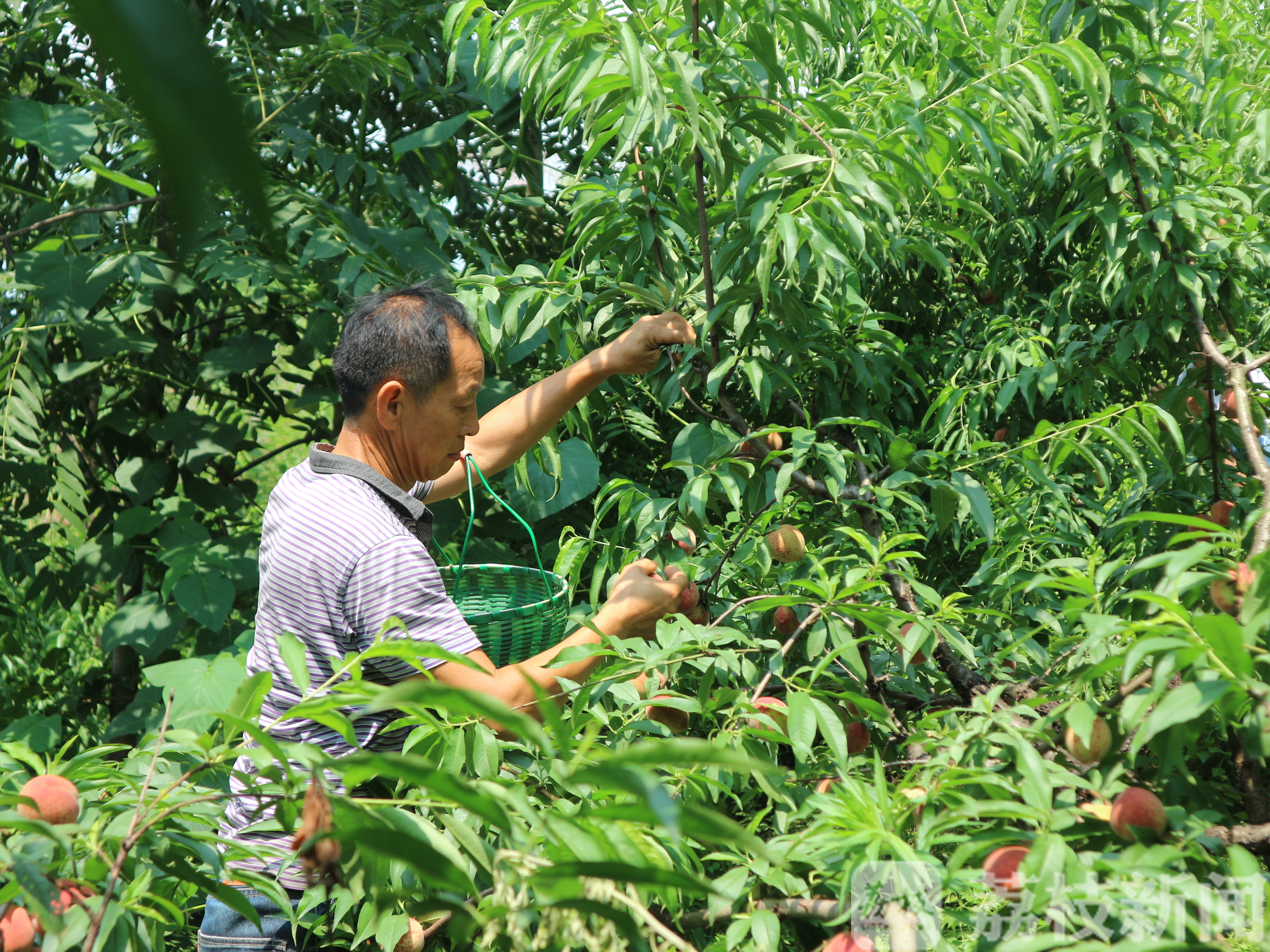医疗队：爱心农场主快递700斤桃子 请查收这份来自湖北大冶的甜蜜：为感谢江苏医疗队