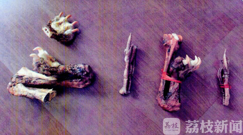「虎鞭」多名老板上当受骗 虎爪虎鞭竟“姓牛”
