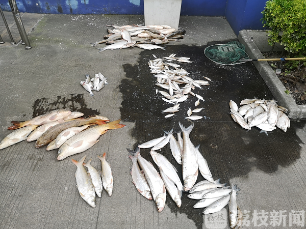【捕捞】重拳打击非法捕捞 护航长江绿色发展