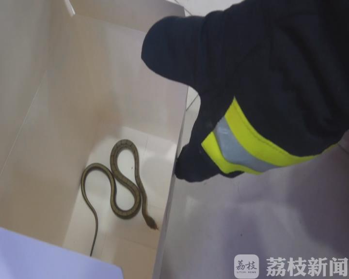 小蛇■冬眠忘记充话费？小蛇闯进营业厅