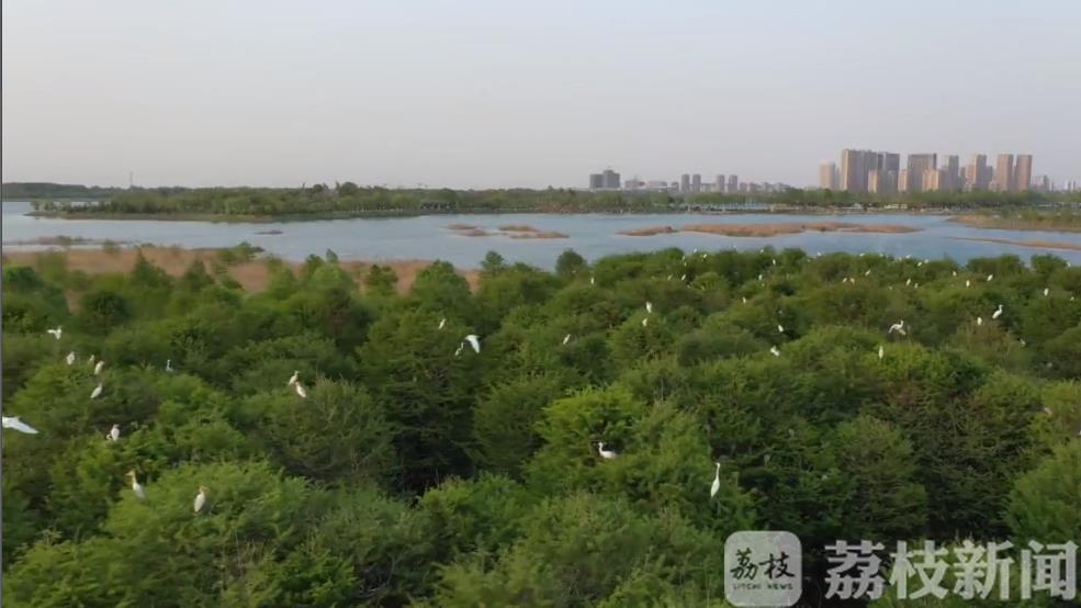 白鹭■热闹!数千只白鹭栖息连云港西双湖生态湿地