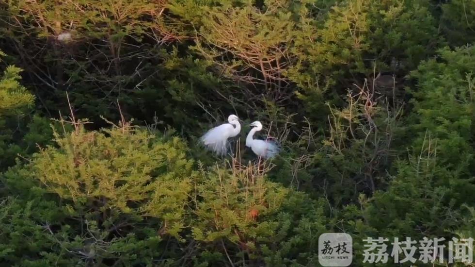 白鹭■热闹!数千只白鹭栖息连云港西双湖生态湿地
