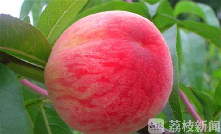 无锡市■无锡市首单！“阳山水蜜桃”有了“地标险”！