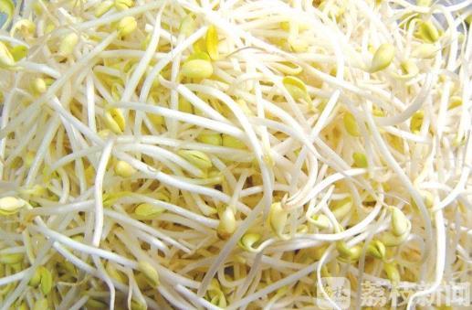 豆芽■为了舌尖上的安全,韭菜豆芽里做出大文章!