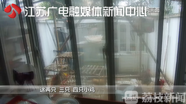 自家院内养鸡别人管不着？民警：错的！犯法！