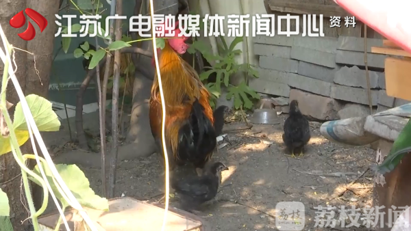 自家院内养鸡别人管不着？民警：错的！犯法！