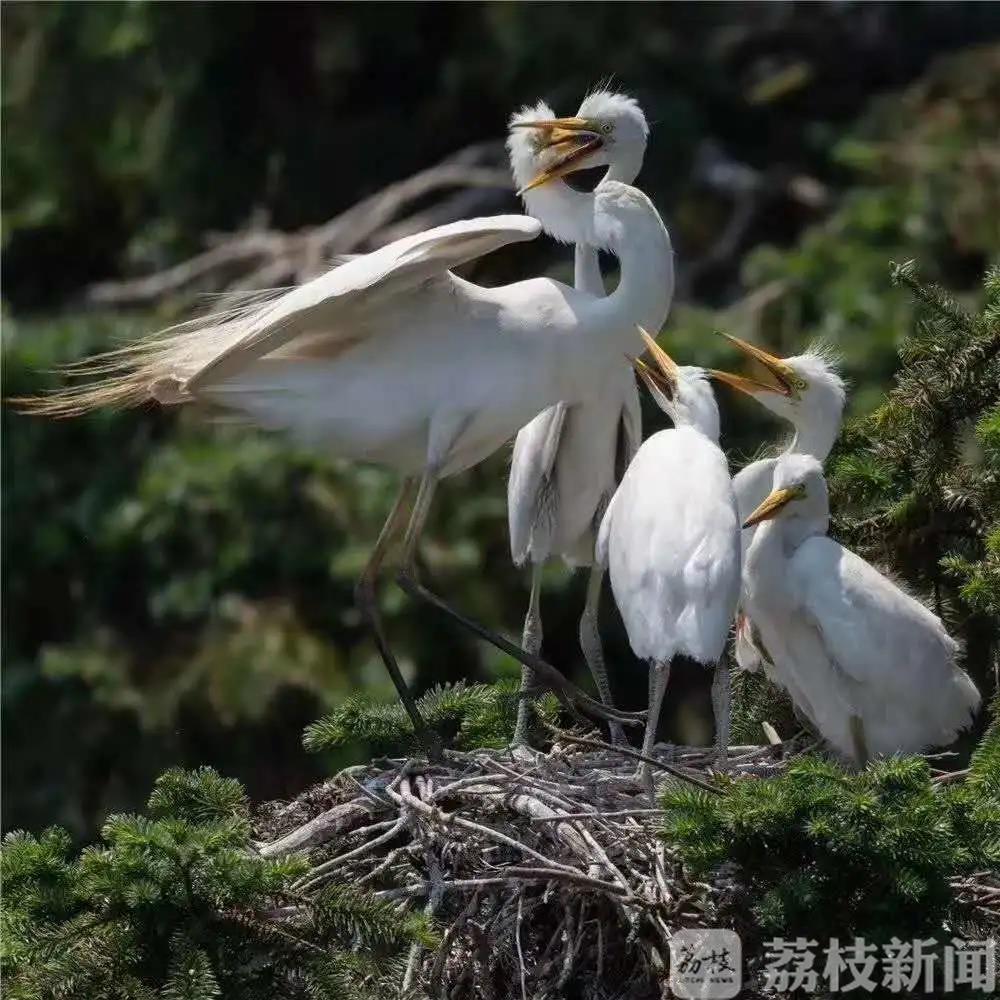 鹭鸟■赞了!骆马湖畔的这三户渔民坚持护鸟30年
