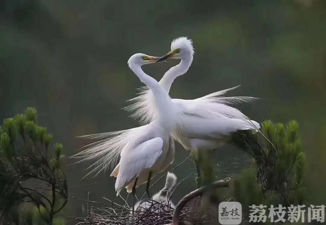 鹭鸟■赞了!骆马湖畔的这三户渔民坚持护鸟30年