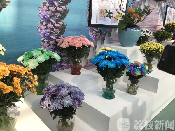 400亩“菊花海”等你来看！第七届湖熟菊花展开幕（视频）