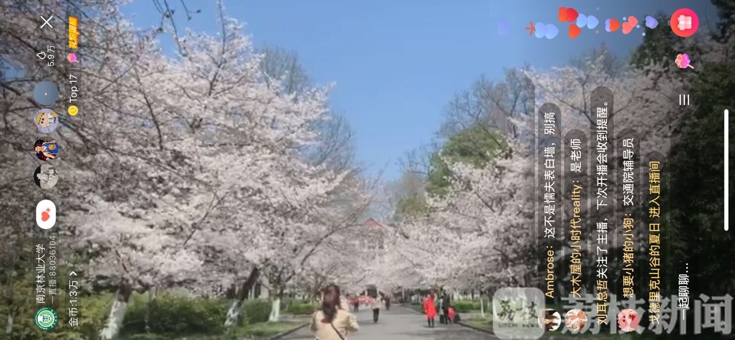直播■” 樱花正绚烂！直播带你“云端赏樱