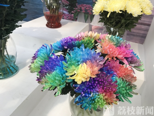 400亩“菊花海”等你来看！第七届湖熟菊花展开幕（视频）