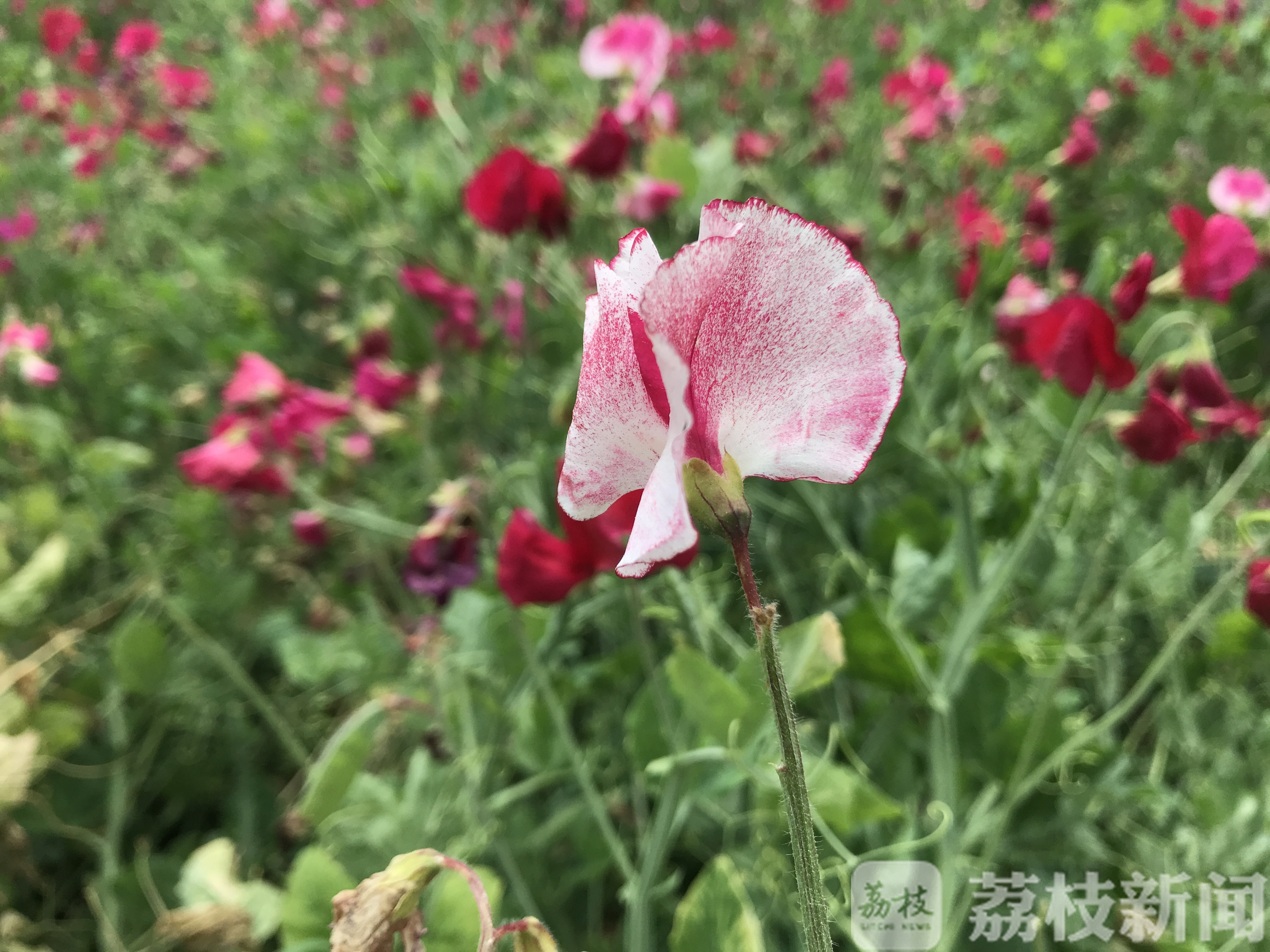 『植物』偏偏只能看不能吃! 这花听起来像植物