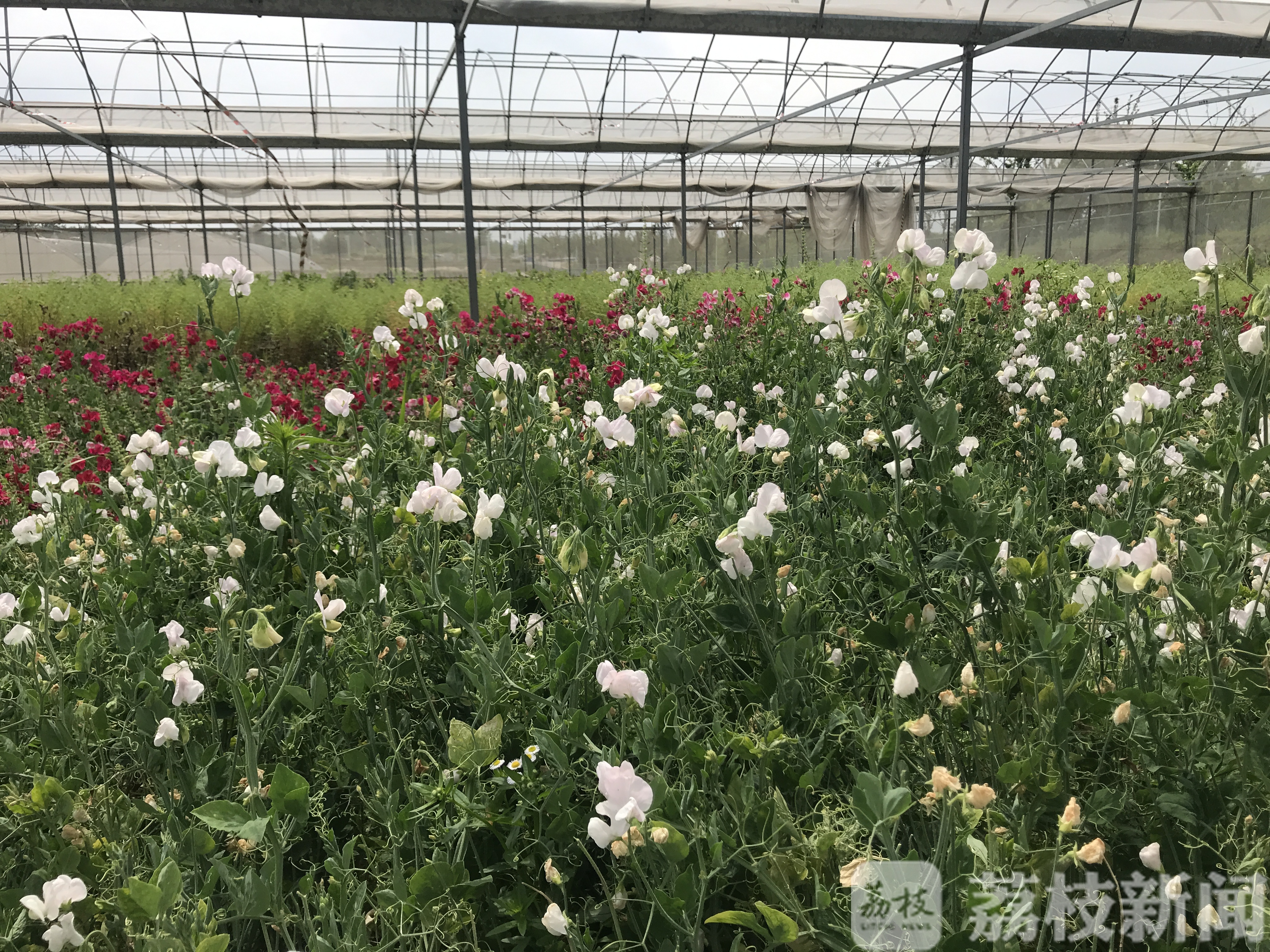 『植物』偏偏只能看不能吃! 这花听起来像植物