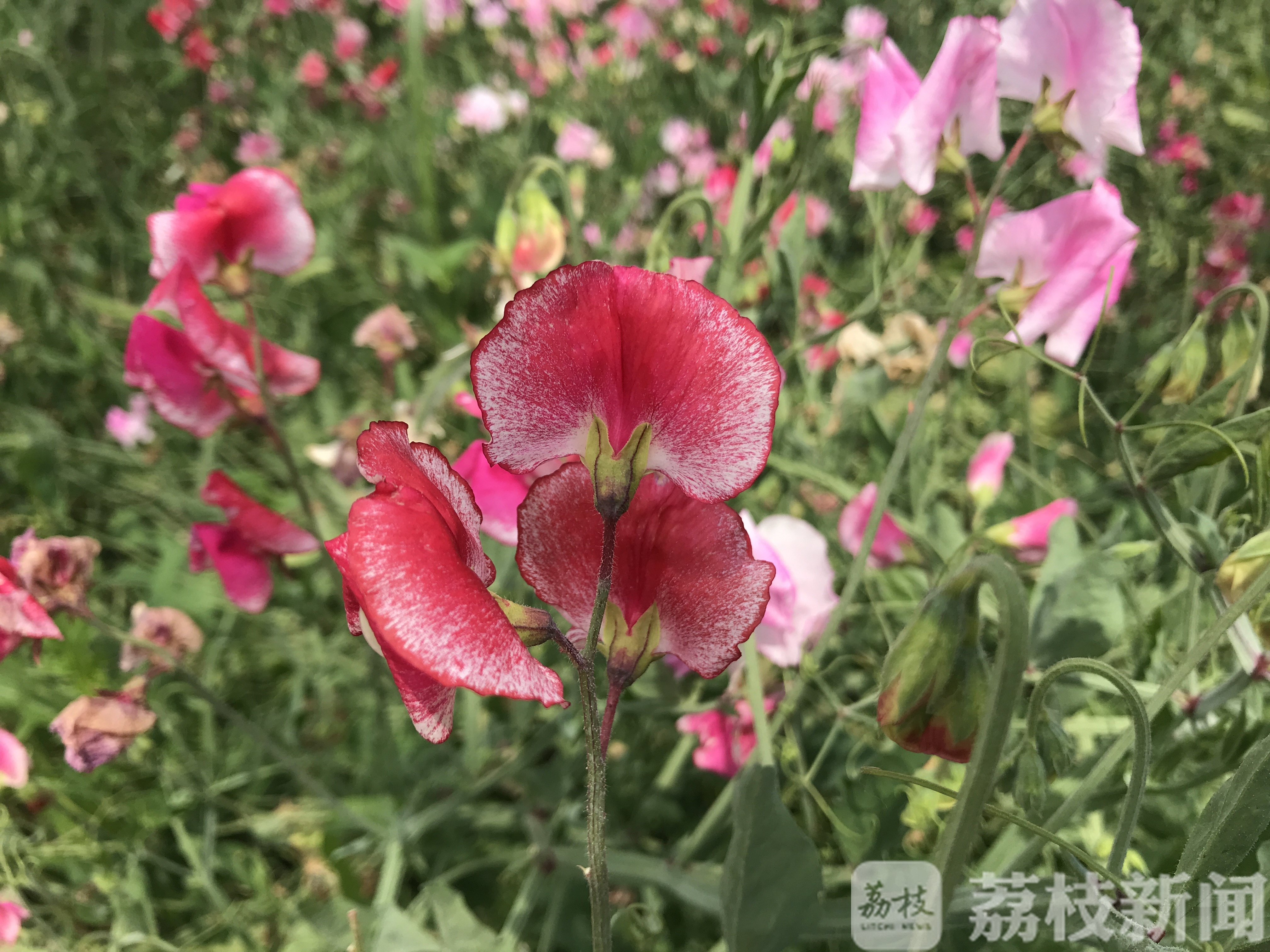 『植物』偏偏只能看不能吃! 这花听起来像植物