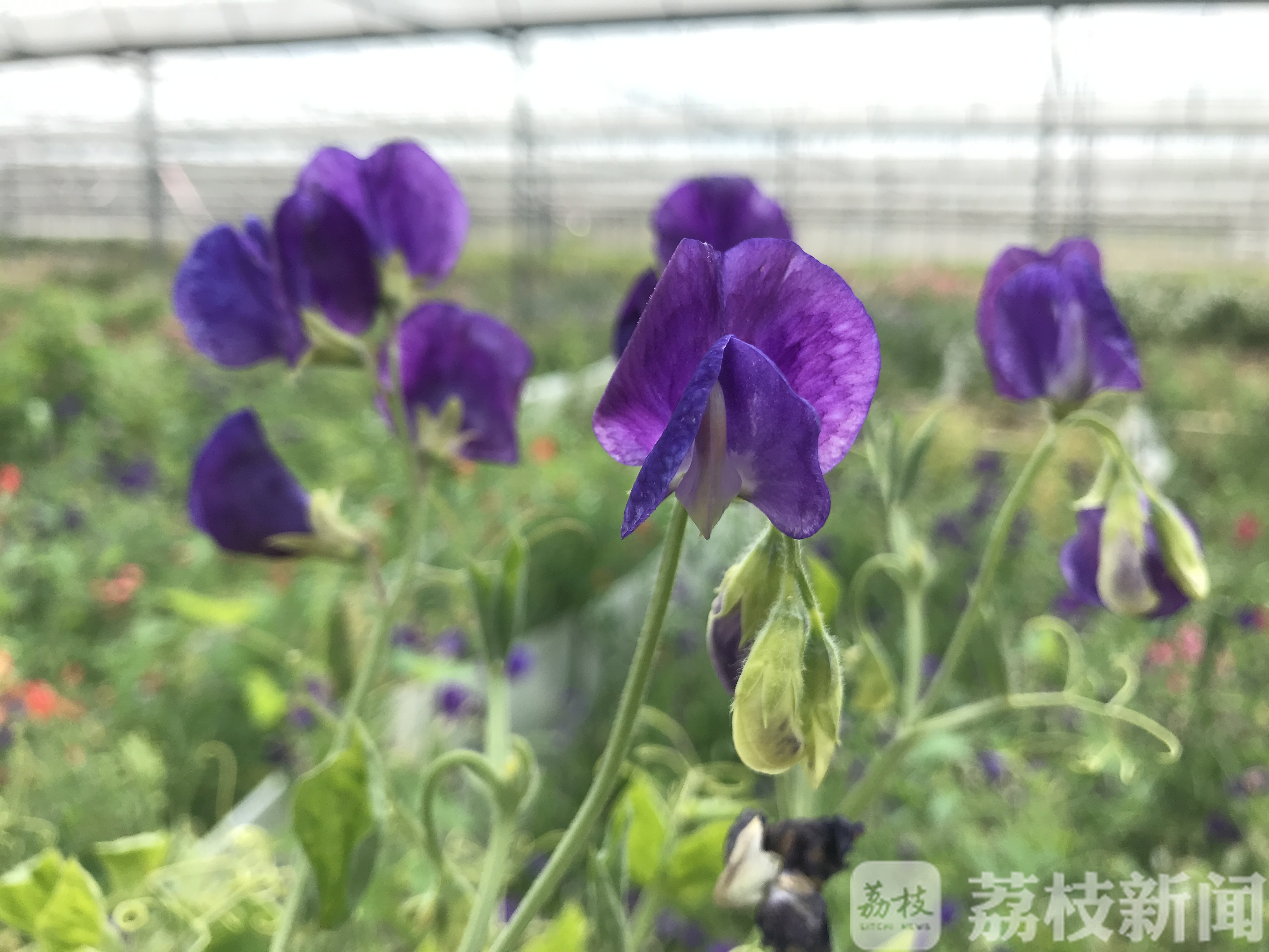 『植物』偏偏只能看不能吃! 这花听起来像植物