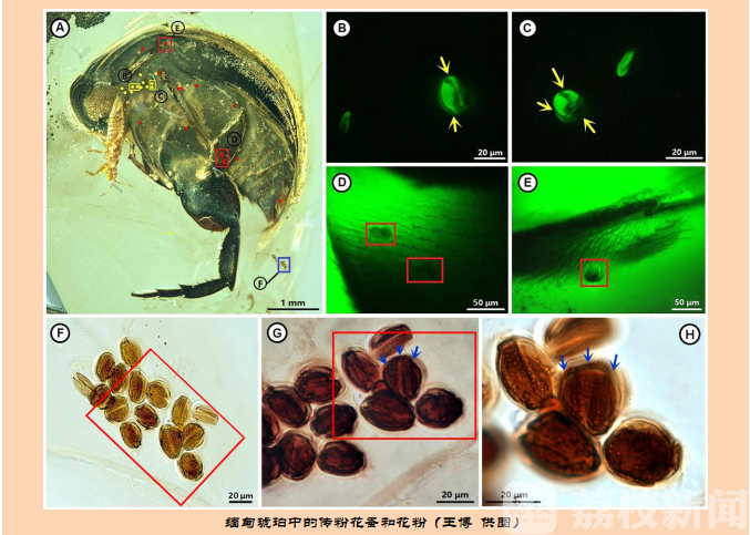 进展■2019年度中国古生物学十大进展在南京发布