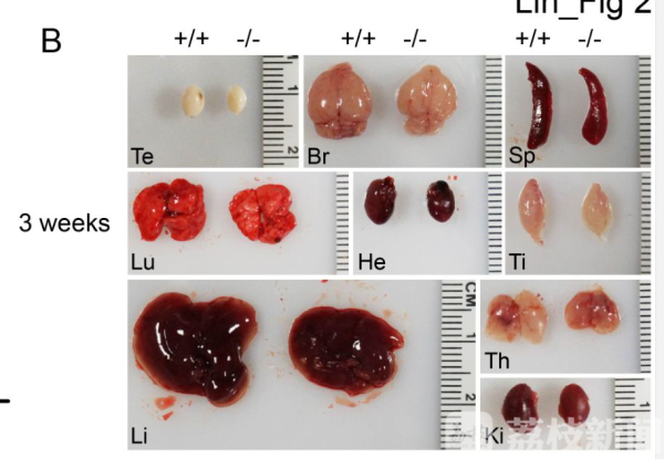 pum敲除小鼠与正常小鼠的各器官对比