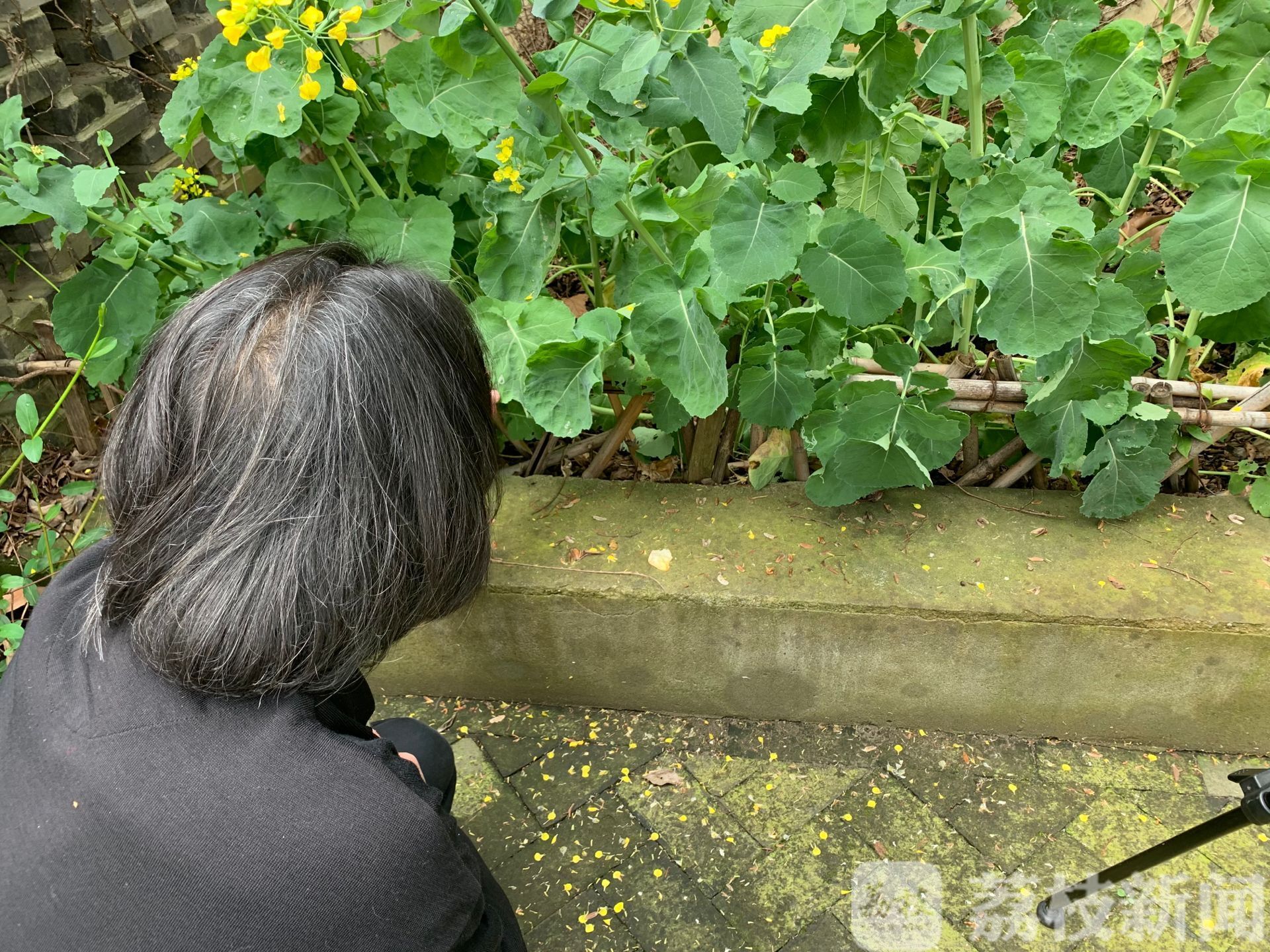 『春天』和虫之诗人朱赢椿一起阅读春天 来南师随园